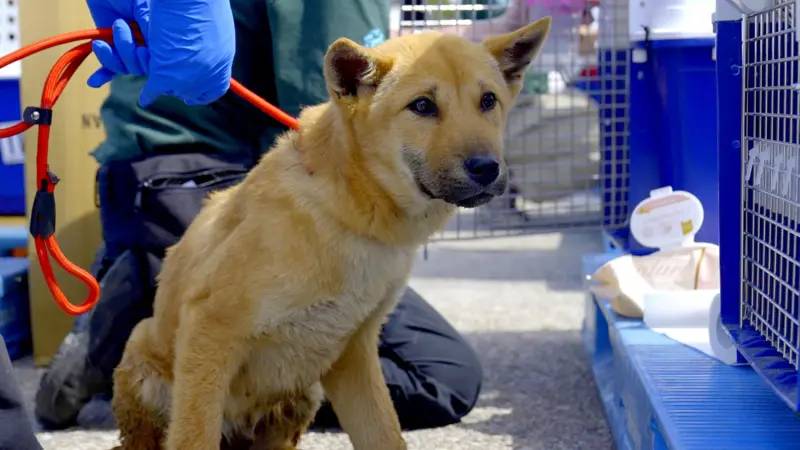 Hwak köpek etine yönelik yasaklamaların arka planı.