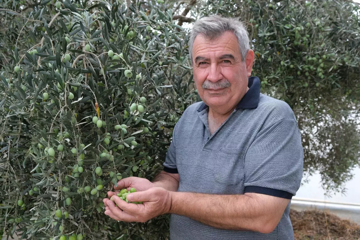 alanyada zeytin hasadi basladi rekolte yuzde 40 d dustu tZijE4CF.jpg