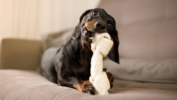 kopekler oyuncaklarina kumar benzeri bagimlilik gelistiriyor 9a5i28nz
