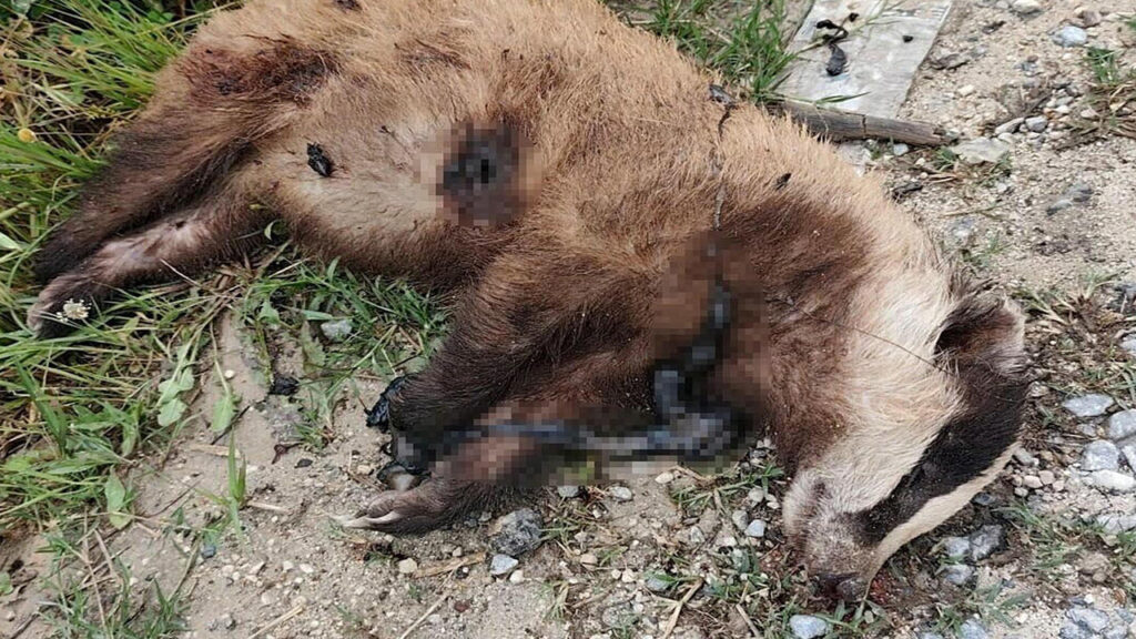 nesli-tehlike-altindaki-tur-silahla-vurularak-olduruldu-CveR8bZI